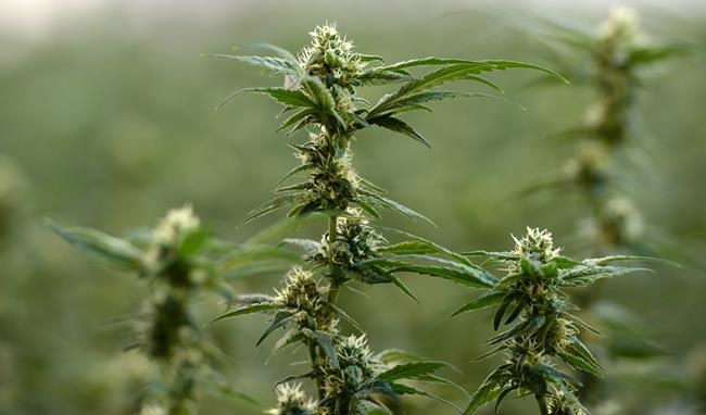 Cannabis sales fire up Manitoba Liquor and Lotteries profit