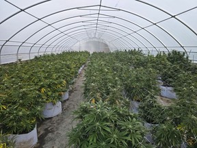 $122M in Cannabis seized at illegal grow-up on Tyendinaga Mohawk Territory