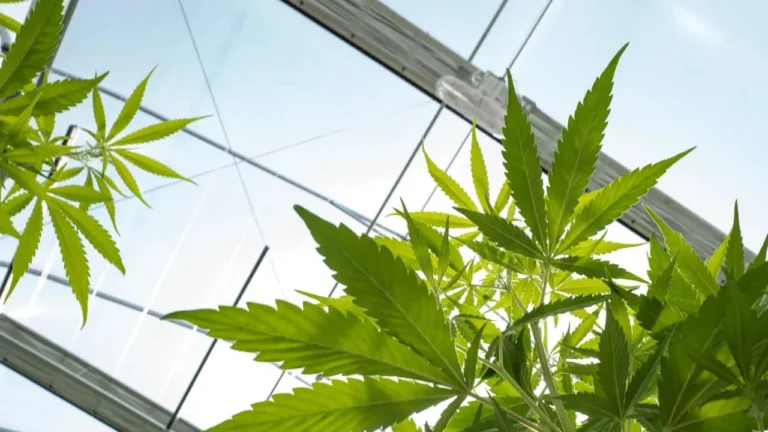 Cannabis Stocks Drop As Shutdown Deal Tightens Hemp-THC Rules