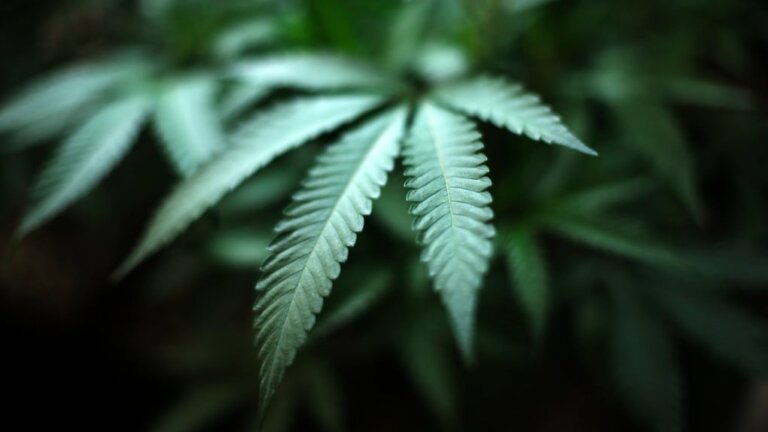 Market Outlook: Cannabis stocks rally on U.S. move to reclassify marijuana