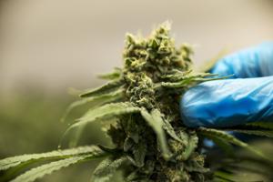 Cannabis stocks surge after reports of Trump planning to ease federal restrictions