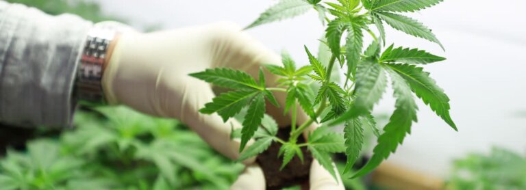 Assessing Aurora Cannabis (TSX:ACB) Valuation After New Australia–New Zealand Leadership Appointment