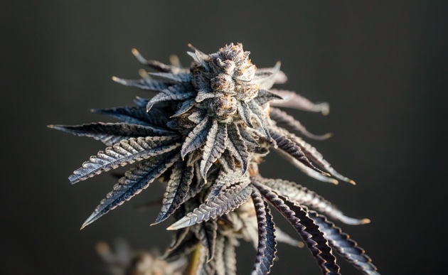 Canopy Growth Reports In-Line Q3, But Q4 Remains Positive Despite Weak Sector