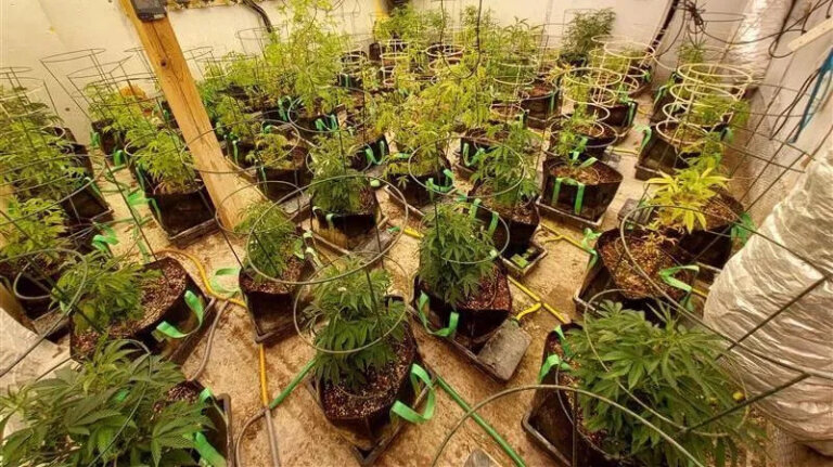 Police raid uncovers hundreds of cannabis plants