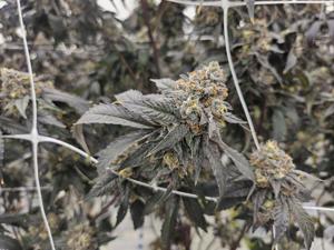 Fact File: Police unaware of any link between human trafficking, N.S. cannabis shops