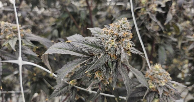 Fact File: Police unaware of any link between human trafficking, N.S. cannabis shops