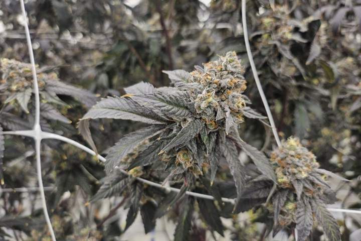 Fact File: Police unaware of any link between human trafficking, N.S. cannabis shops