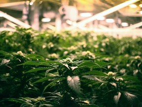 Reefer Madness: Cannabis may cause psychosis in Canadian youth, study suggests