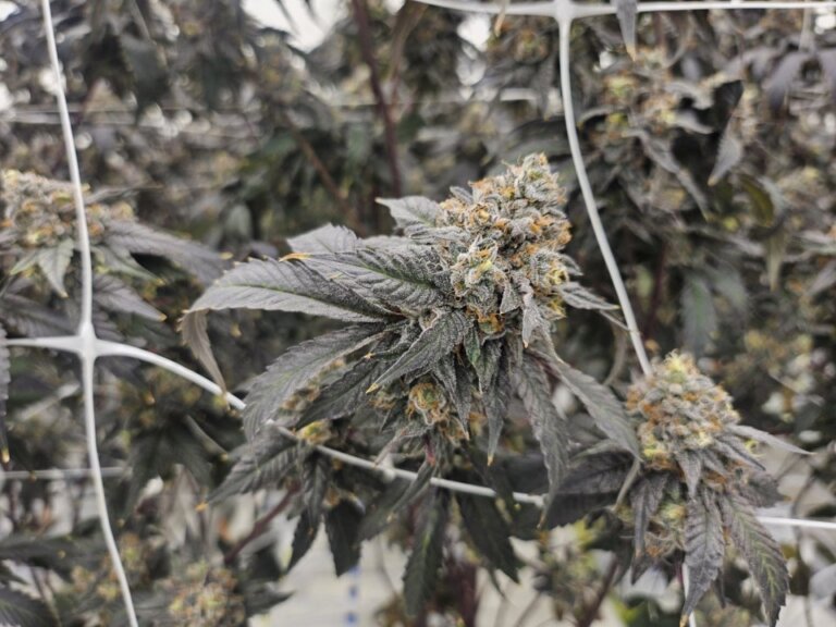 Fact File: Police unaware of any link between human trafficking, N.S. cannabis shops