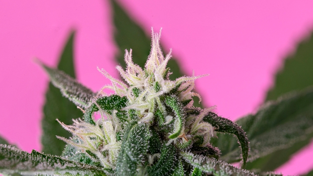 SNDL Remains ‘Hold’ Amid Sector Uncertainty