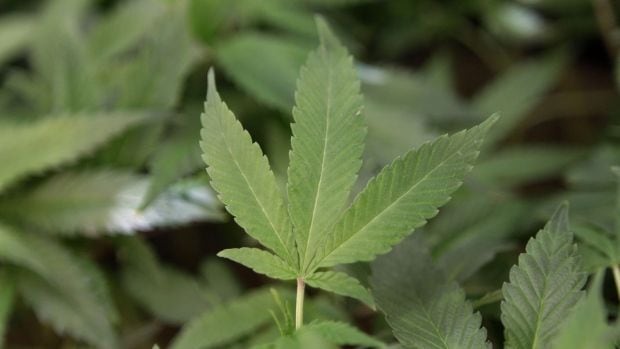 $80M cannabis bust results in $50K fine against Leamington company