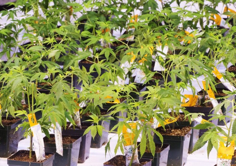 Companies with cannabis-based drugs eye IPOs, private funding boost after U.S. reclassification