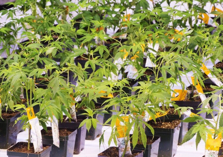 Companies with cannabis-based drugs eye IPOs, private funding boost after U.S. reclassification